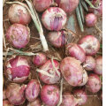 Nueva cebolla roja fresca de cultivo (5-7cm)